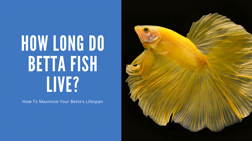 How Long Do Betta Fish Live? (8 Major Factors) - AquariumStoreDepot