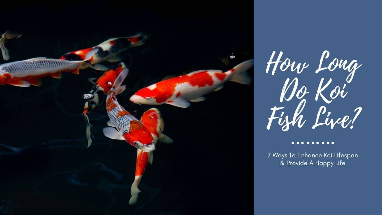 How Long Do Koi Fish Live? (7 Ways To Enhance Koi Lifespan & Provide A Happy Life) - AquariumStoreDepot