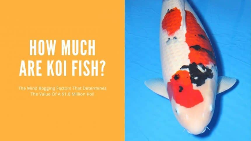 How Much Are Koi Fish? (And What Makes Them Cost so Much) - AquariumStoreDepot