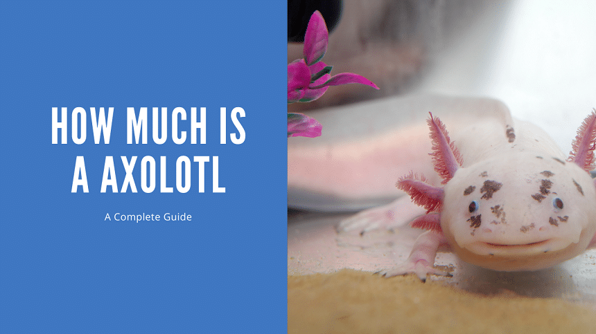 How Much Is A Axolotl
