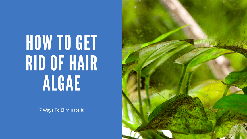 How To Get Rid Of Hair Algae - 7 Ways To Eliminate It - AquariumStoreDepot