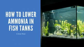 How To Lower Ammonia In Fish Tank - 6 Great Ways - AquariumStoreDepot