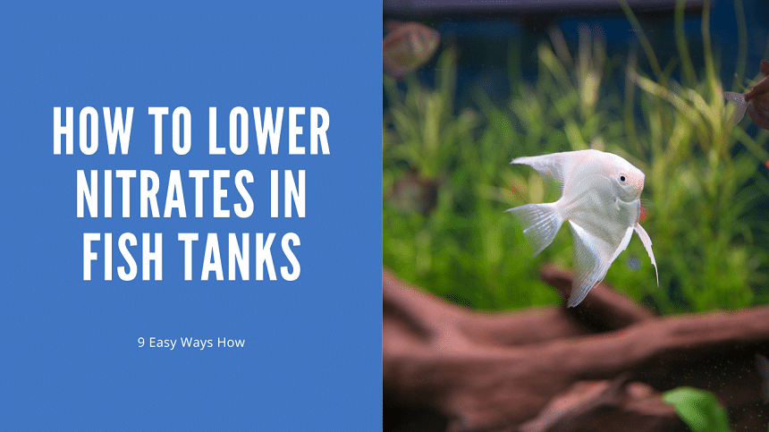 How To Lower Nitrates In Fish Tank