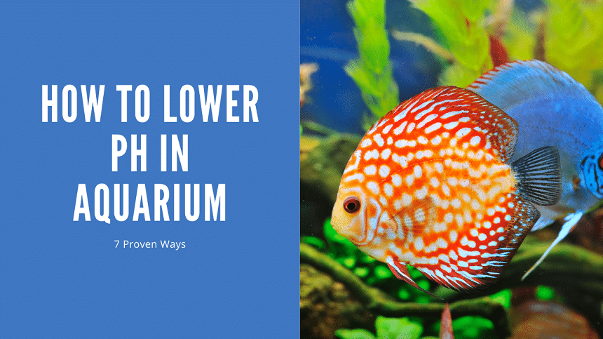 How To Lower pH In Aquarium