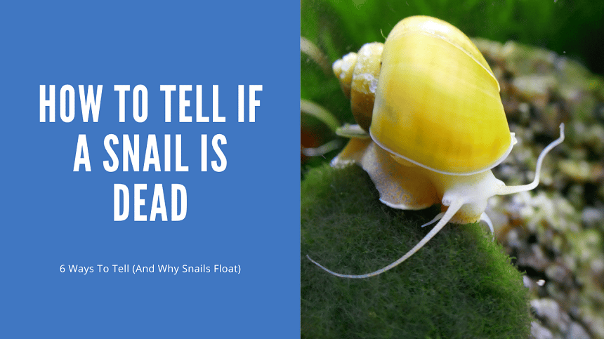 How To Tell If A Snail Is Dead