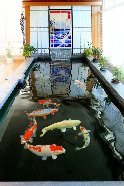 Indoor Koi Pond
