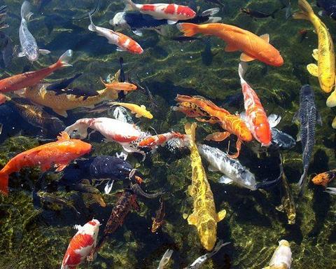 Exotic Freshwater Fish - Japanese Koi