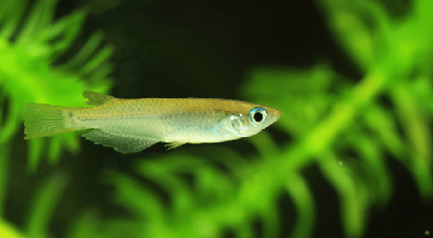 Japanese Rice Fish in Planted Tank