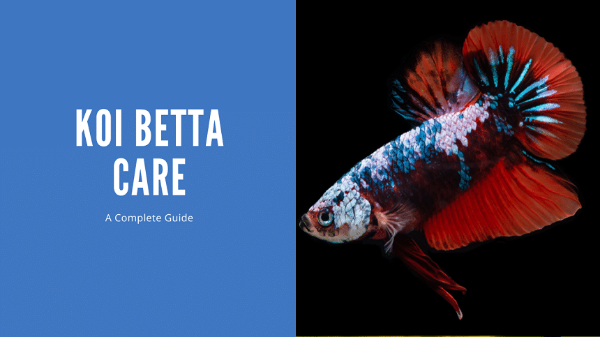 Koi Betta - The Ultimate Guide (and the 6 types) - AquariumStoreDepot