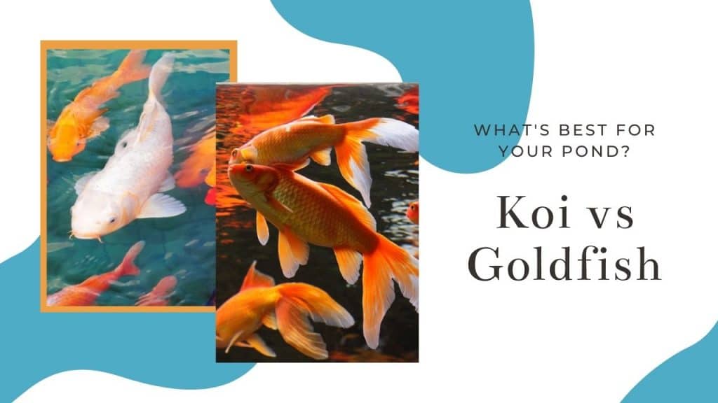 KOI VS GOLDFISH WHAT IS BEST FOR YOUR PONDS (7 Differences