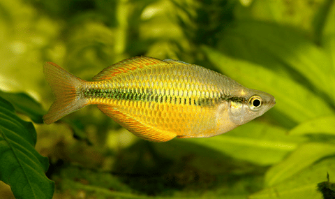 Lake Tebera Rainbowfish