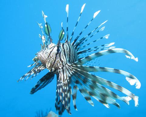 Beautiful Fish - Top 10 Most Beautiful Saltwater Fish Available -  AquariumStoreDepot