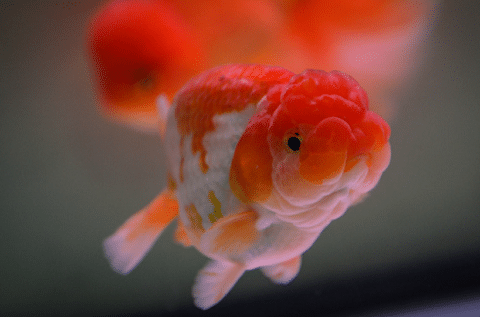 Lionhead-Goldfish