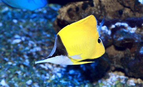 Longnose Butterfly Fish in Reef Tank