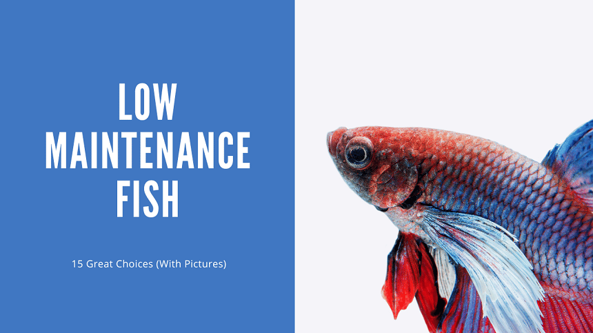 Low Maintenance Fish - 15 Great Choices (With Pictures) - Aquariumstoredepot