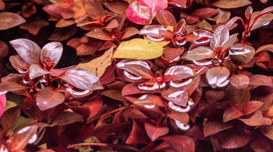 Ludwigia Natans Super Red