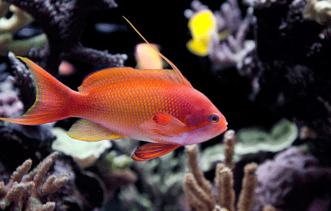 Lyretail Anthias Male in Reef Tank