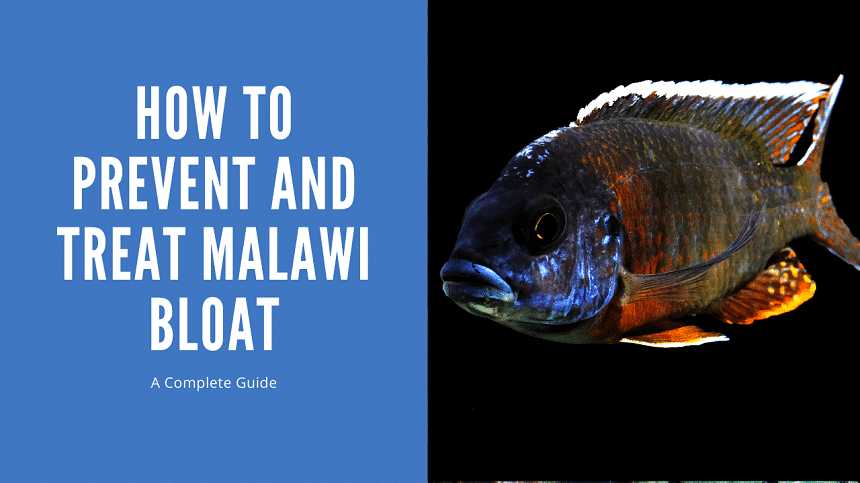 Malawi Bloat