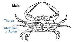 Male Emerald Crab