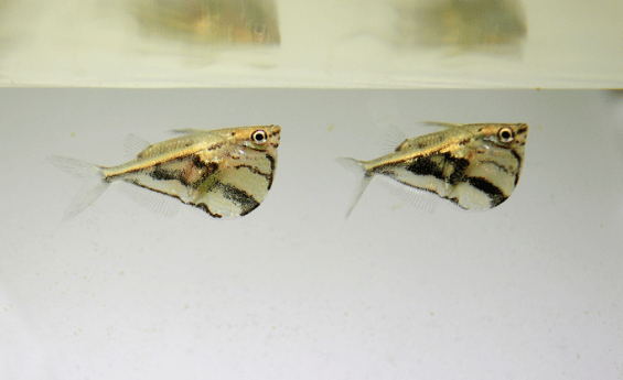 Marble Hachet Fish