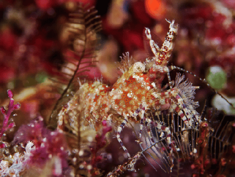 Marbled Shrimp in Reef