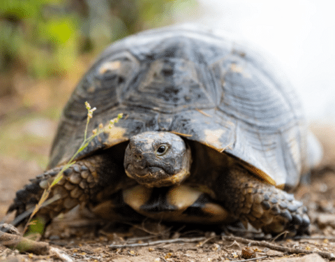 Marginated-Tortoise