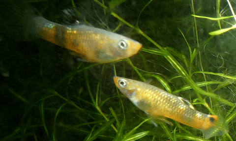 Micropoecilia picta fish