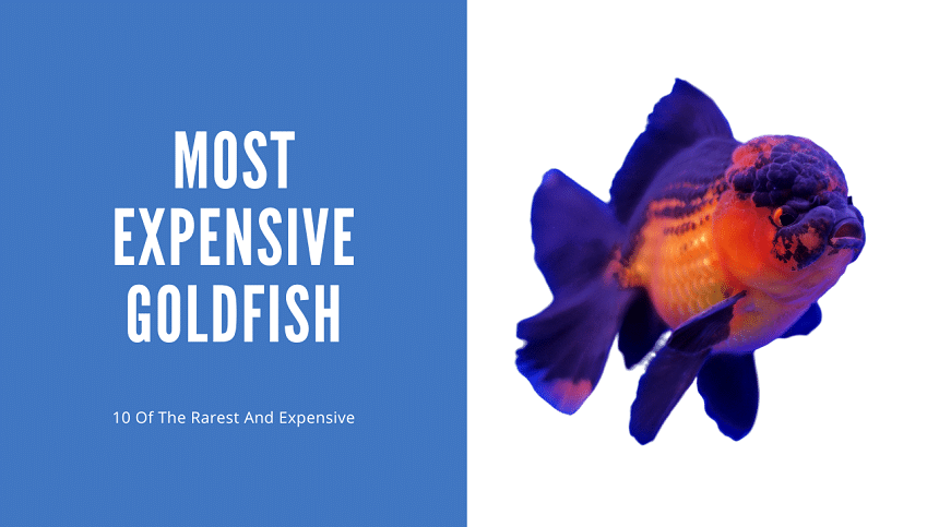 Most Expensive Goldfish