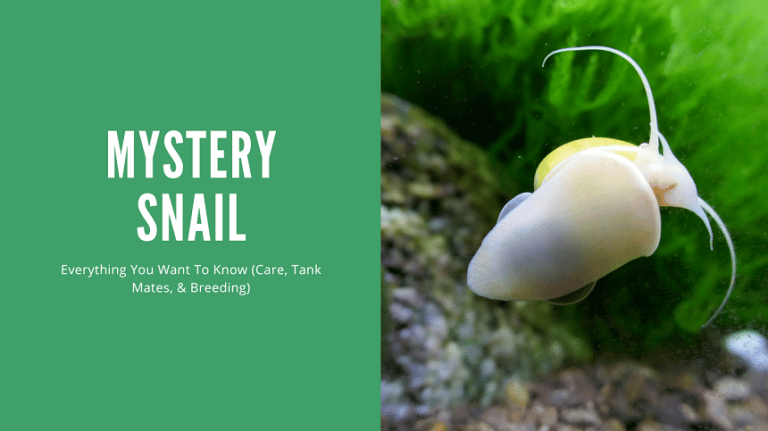 Mystery Snail: Complete Care Guide (Tips From Experience ... - Mystery Snail And Goldfish Experience Needed