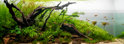 Nature Style Aquarium Example