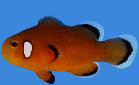 Glasmurmeln 25 Murmeln Clown Fish orange 14mm aus Glas 130093 Glaskugel 