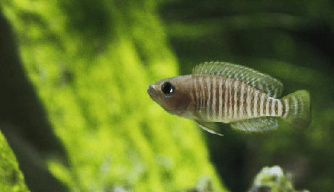 Neolamprologus similis fish