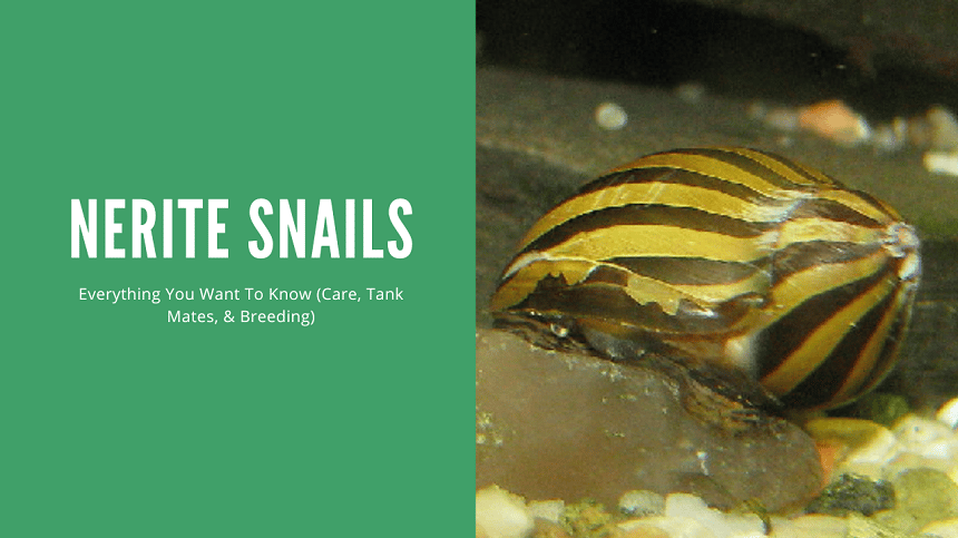 Nerite Snails - A complete Care Guide - AquariumStoreDepot