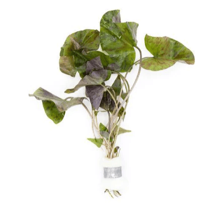 Nymphaea Tiger Lotus