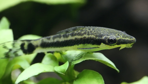Octocinclus Fish