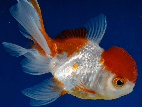 Oranda-Goldfish