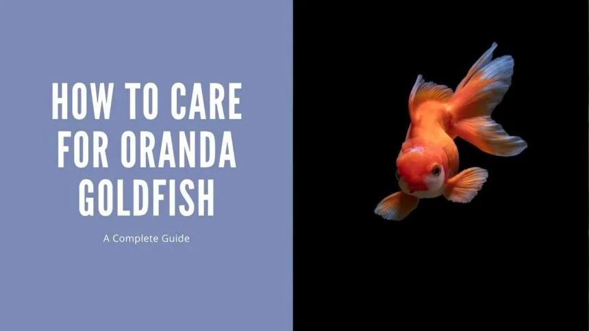 The Ultimate Guide to Goldfish Space Requirements