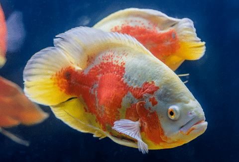 Oscar Cichlids in Aquarium