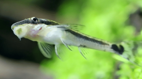 Otocinclus Catfish in Planted Tank