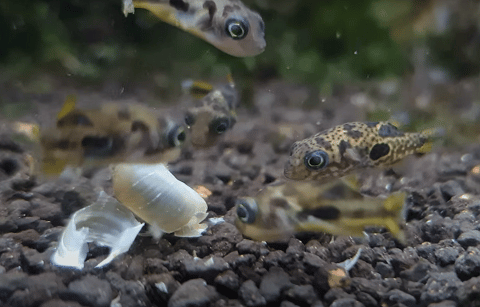 Pea Puffer Eating Snail
