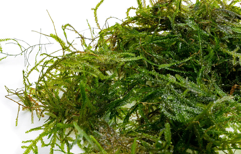 Peacock Moss