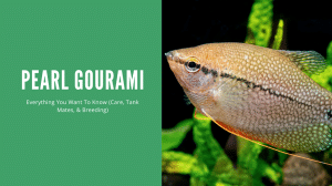 Pearl Gourami