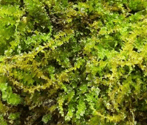 Pearl Moss
