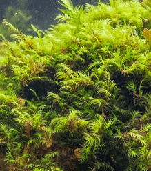 Fissidens Fontanus (Phoenix)