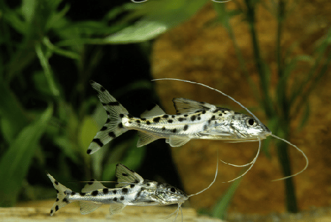 pictus catfish