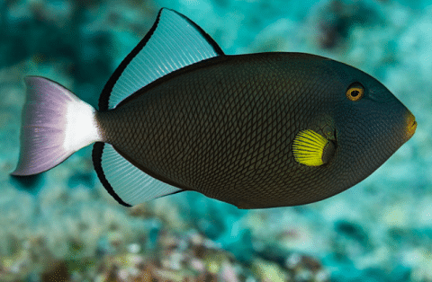 Pinktail Triggerfish Swimming in Reef