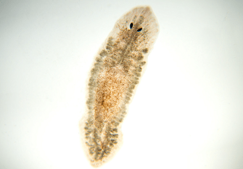 Planaria Worm Under Microscope