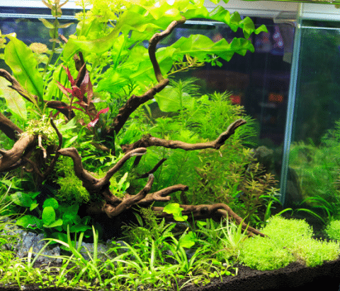 Planted Aquarium EI