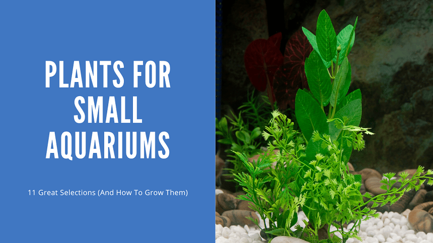 Plants For Small Aquarium