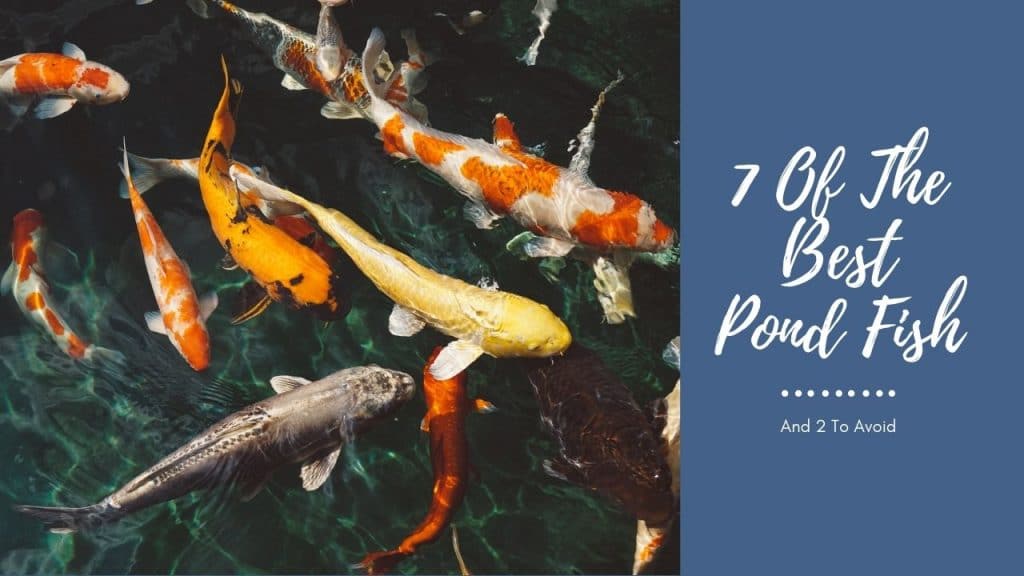 Pond Fish 7 Great Choices (With Pictures) AquariumStoreDepot